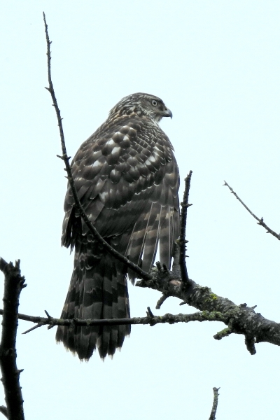 Photo of Accipiter gentilis by Val George